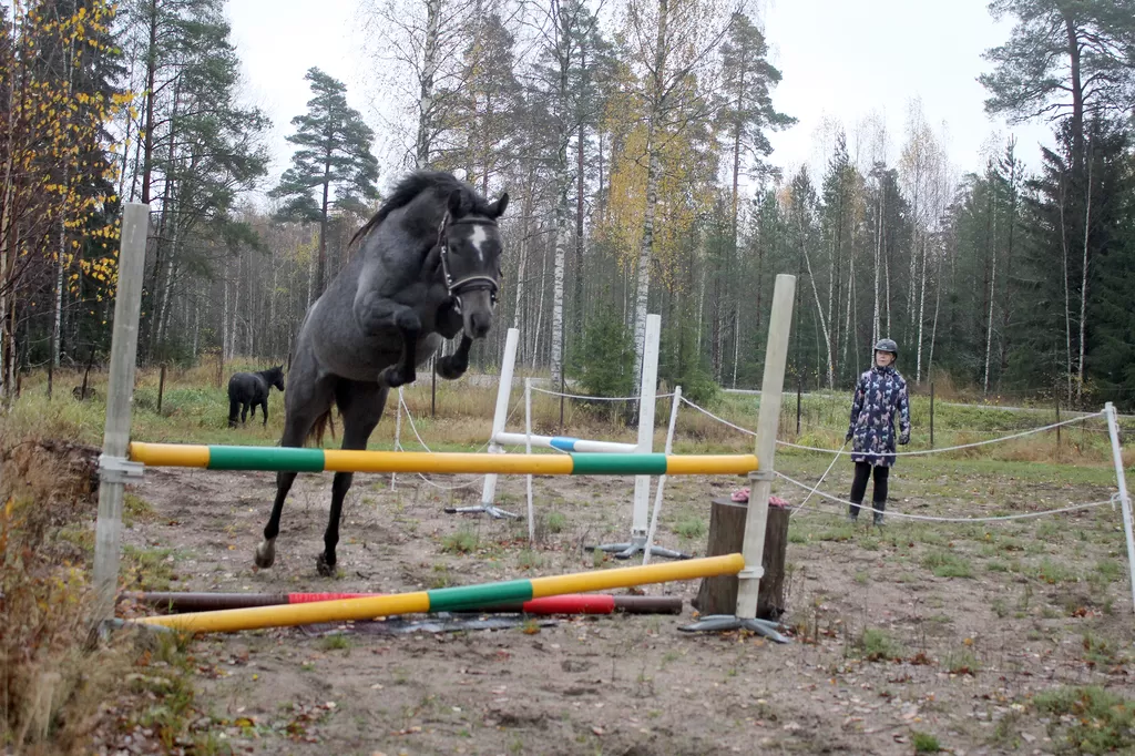 Hevosen mieli VakkaSuomen Sanomat